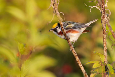 Chestnut-sided Warbler