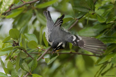 Yellow-throated Warbler Catching a Meal