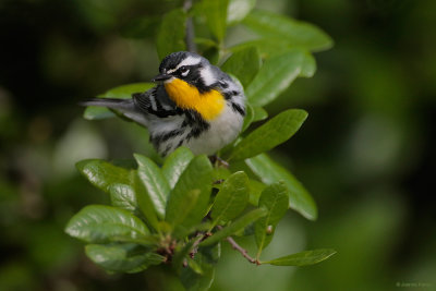 Yellow-throated Warbler