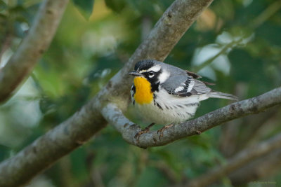 Yellow-throated Warbler