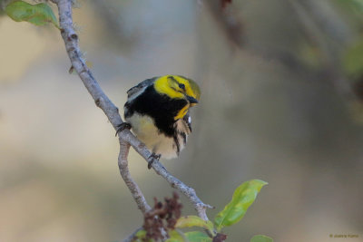 Black-throated Green Warbler