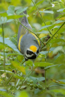 Golden-winged Warbler with Worm