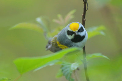 Golden-winged Warbler