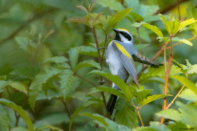 Golden-winged Warbler Foraging