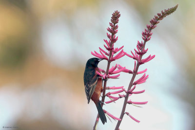 Orchard Oriole