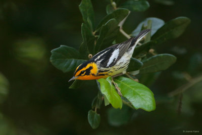 Blackburnian Warbler