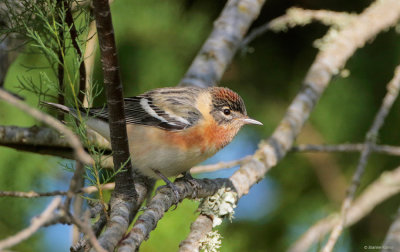 Bay-breasted Warbler