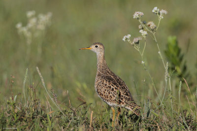 Upland Sandpiper