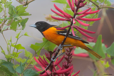 Baltimore Oriole