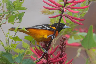 Baltimore Oriole