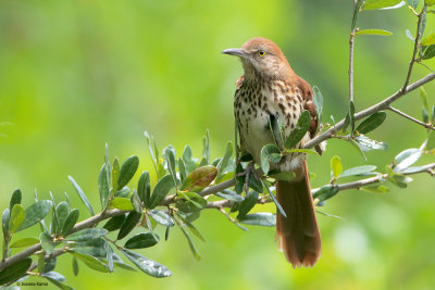 Brown Thrasher