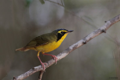 Kentucky Warbler