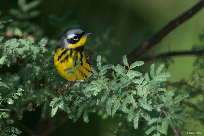 Magnolia Warbler