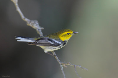 Black-throated Green Warbler