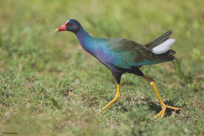 Purple Gallinule