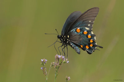 Spicebush Swallowtail