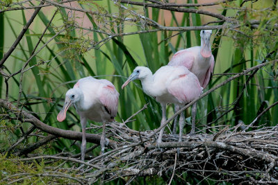 Roseate Spoonbill