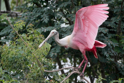 Roseate Spoonbill