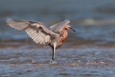 Reddish Egret With School of Fish