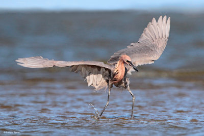 Reddish Egret