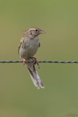 Cassin's Sparrow