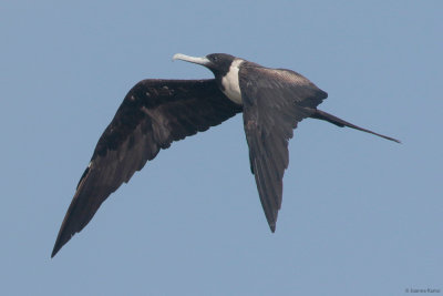 Frigatebird