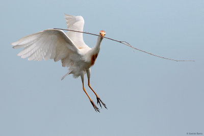 Cattle Egret