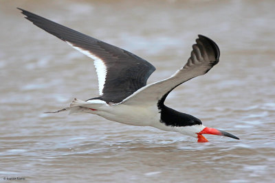 Black Skimmer