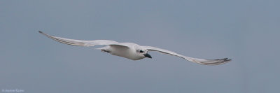 Gull-billed Tern