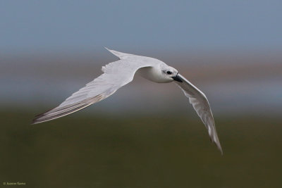 Gull-billed Tern