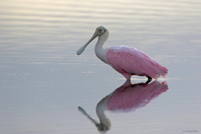 Roseate Spoonbill