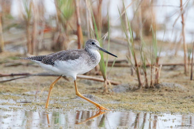 Yellowlegs