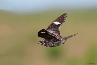 Common Nighthawk