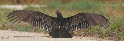 Turkey Vulture Drying off