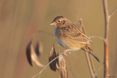 Grasshopper Sparrow