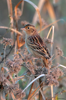 Grasshopper Sparrow