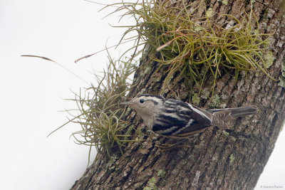 Black-and-White Warbler