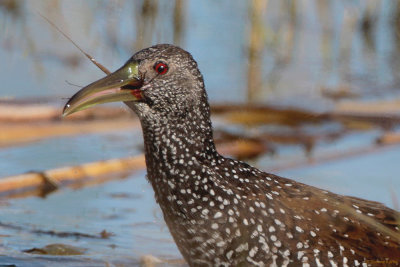 Spotted Rail - food