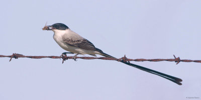 Fork-tailed Flycatcher and Bee