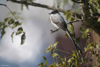 Fork-tailed Flycatcher