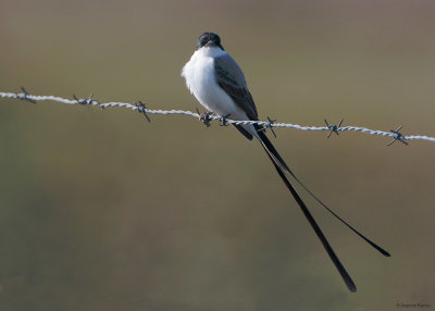 Fork-tailed Flycatcher