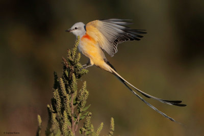 Scissor-tailed Flycatcher