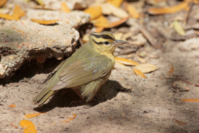 Worm-eating Warbler