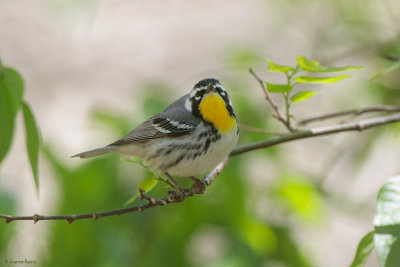 Yellow-throated Warbler