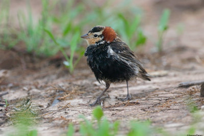 Chestnut-collared Longspur