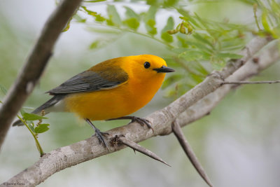 Prothonotary Warbler