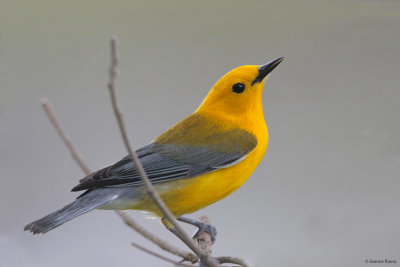 Prothonotary Warbler