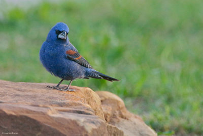 Blue Grosbeak