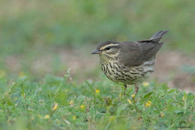 Northern Waterthrush