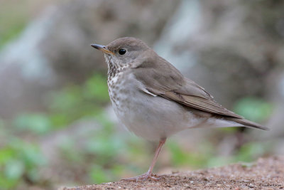 Gray-cheeked Thrush